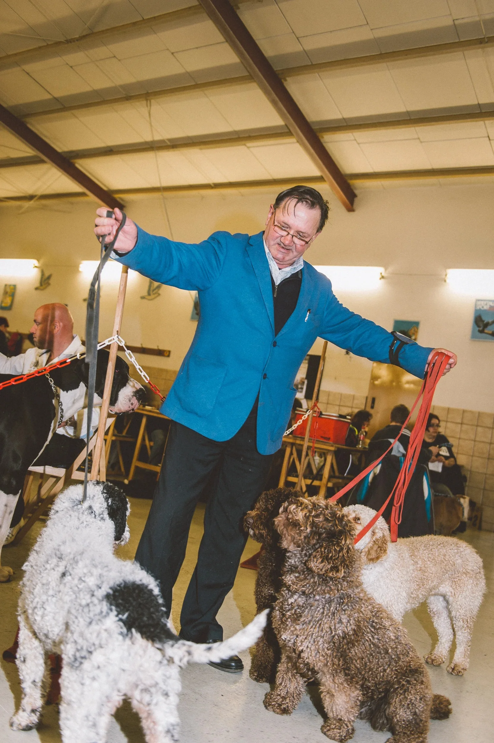 A man in a blue blazer surrounded by several poodles waiting for their turn at the show.